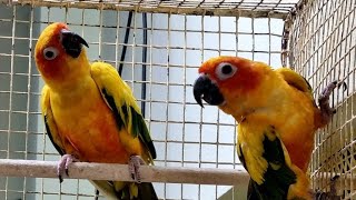 Conure chicks playing Breeding at home [upl. by Vasya]