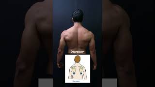 Scapula Shoulder Blades Movements [upl. by Yaral]