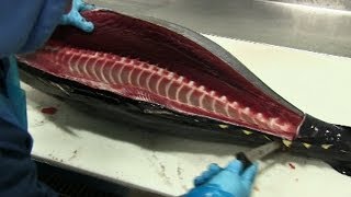 How to Fillet Tuna [upl. by Cirilla]