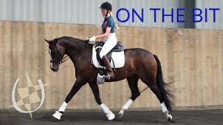 Dressage Training  Getting your horse on the bit [upl. by Eustacia]