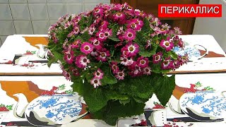 Цветы Перикаллис Крестовник Цинерария  Flowers Pericallis Crosswort Cineraria  1 [upl. by Deni696]