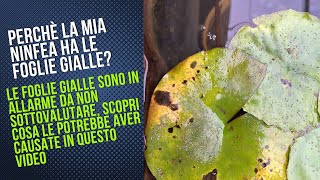 Perché la mia ninfea ha le foglie gialle  foglie gialle ninfea perché  scopri la causa nel video [upl. by Winna]