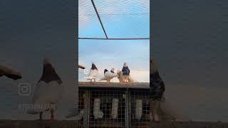 pigeon tauben brieftauben funny kabootar کبوتر birds کبوتربازی [upl. by Melliw]