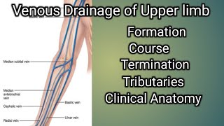 Venous drainage of Upper limb [upl. by Idihc]