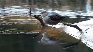 American Dipper Diving for Caddisfly Larvae [upl. by Eki]