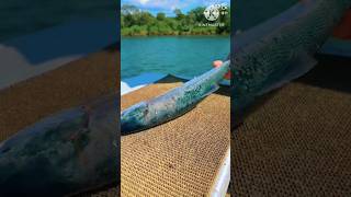 Amazing Salmon Fish Cutting Skills in Knife in Lake Side l 😍 l shorts viral trending [upl. by Ellener]