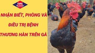 Nhận Biết Phòng và Điều Trị Bệnh thương hàn trên gà [upl. by Aninaj581]