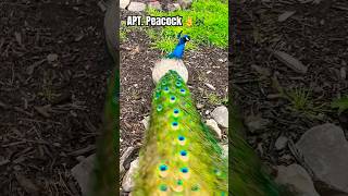 APT Peacock 🦚 apt rosé peacock tiktok birds [upl. by Ramat]