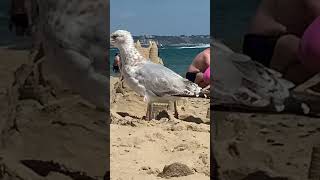 Sandbanks Beach [upl. by Yael]