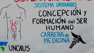 EMBRIOLOGÍA SISTEMA URINARIO MEDICINA UNCAus CFSH [upl. by Ria517]