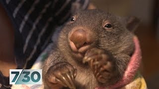 The volunteers saving orphaned baby wombats  730 [upl. by Onitrof]