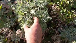 Ajenjo Artemisia absinthium Planta Medicinal y tóxica Botánica Natural [upl. by Ahcsas]