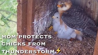 7🦅Redfooted Falcon Nest❶／LIVE Redfooted Falcon Nest Cam 1 Polgár Hungary [upl. by Yennej994]