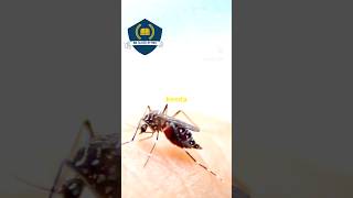 Malaria life cycle sciencology education bio neet biologyscience science life knowledge [upl. by Egrog337]