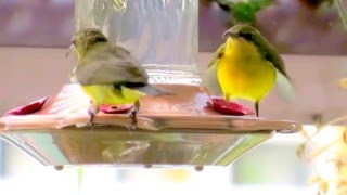 Olive backed Sunbird  Mother and Fledgling [upl. by Annoek]