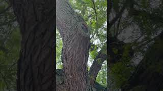 Decay resistant honey locust takes abuse in stride [upl. by Yrgoerg540]