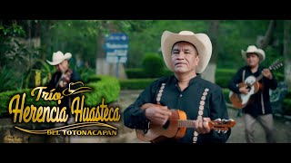 La Guayabita Trio Hernecia Huasteca del Totonacapan Video Oficial [upl. by El568]