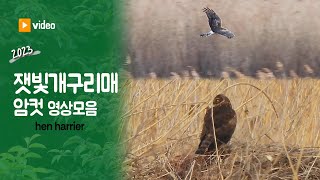 잿빛개구리매 암컷 영상모음20232024 hen harrier Northern Harrier [upl. by Lauhsoj]