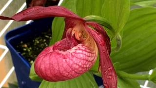 Cypripedium Orchids The Cold Hardy Slipper Orchids care and culture [upl. by Kimmy]