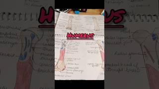 Humerus bone diagram🖌✨ medicos🥼 mbbscollege ✌🤗 study📖😌 [upl. by Ralyks]