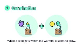 Plant Life Cycle  Kids Animation Video [upl. by Troxell]