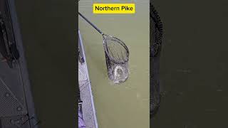 Cochiti lake NM Northern Pike fishing newmexico [upl. by Stubbs]