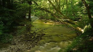 Soothing Forest Sounds Babbling Brooks Relaxing Birdsong for Sleep and Stress Relief [upl. by Tsenrae93]