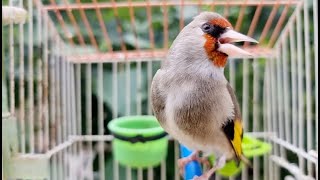 Goldfinch Bird Singing Song For Training  Best Gold Finch Singing [upl. by Eejan]