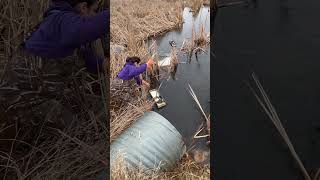 trapping muskrats on floats with Sarah [upl. by Eseela]