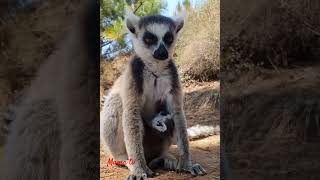 Ring tailed lemur calllemur animalsoundwildlife mamatv [upl. by Karry]