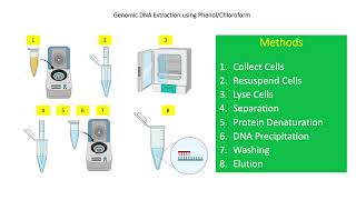 DNA Extraction Using Phenol Chloroform 🧬 [upl. by Inohs244]