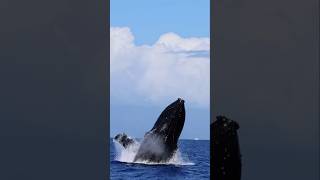 Slow motion Humpback Whale breach humpbackwhale whale shorts [upl. by Ccasi]