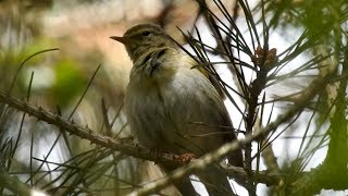 Iberian Chiffchaff Cheshire 01062017 [upl. by Beebe]