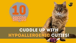 Attention Allergic Cat Lovers Check Out These 10 Hypoallergenic Cat Breeds [upl. by Warfourd]