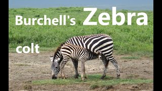 草原斑馬 寶寶 amp 湯氏瞪羚 Burchells Zebra with colt amp Thomsons Gazelle [upl. by Ynnam]