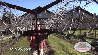 Napa Valley Vineyard with an Open Trellis System [upl. by Llerrad223]