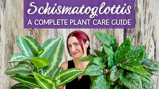 Complete Schismatoglottis Houseplant Care Guide  Caring for Schismatoglottis Houseplant Indoors [upl. by Lydon]