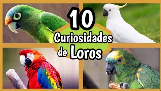 LOROS  10 Datos que NO Conocías de Loros habladores 🦜 Cuidados Alimentación [upl. by Tenney347]