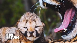 Cheetah Mom Must Leave Blind Cubs to Hunt  New Kids in the Wild 103 [upl. by Perloff844]