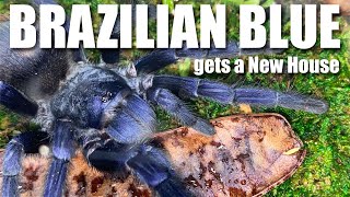 Pterinopelma sazimai The Brazilian Blue Tarantula get a beautiful new enclosure [upl. by Adnilre346]