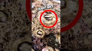 Team Rescued Giant sea turtle from barnacles🥺🥹 shortfeed turtlerescue animalstories [upl. by Lesab235]