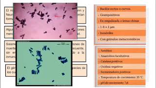 Corynebacterium Diphtheriae  Microbiologia Médica [upl. by Aneelak]