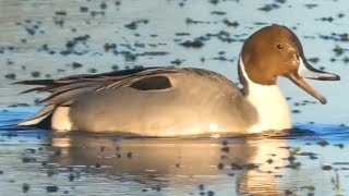 Northern pintail duck call sound bathing flying [upl. by Dorison886]