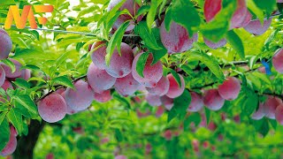 Extraordinary Plum Cultivation  Collection And Processing Of Plums For Drying  Modern Farm21 [upl. by Marina720]