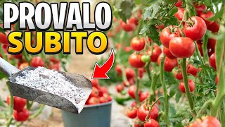 UNISCI QUESTI 3 INGREDIENTI E OTTERRAI POMODORI SUPER PRODUTTIVI [upl. by Sueaddaht]