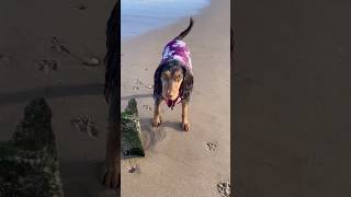 Belle 🐶 Filey Beach 🏖️ 291024 lifeasacockerspaniel puppy cockerspanielclub [upl. by Bourke]