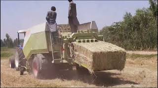 Bailing of Rhodes Grass agriculture rhodes grass [upl. by Arot]