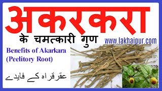 अकरकरा के फ़ायदे  AkarkaraAnacyclus Pyrethrum Benefits amp Use in Hindi [upl. by Atihana]