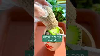 shorts Useful tips for cactus 🌵 cacti plants succulent 선인장 [upl. by Ellennod]