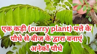 How to grow curry leaves plants from seeds  How curry leaves plant seeds harvesting and growing [upl. by Ydnas705]